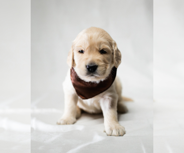 Medium Photo #21  Breeder Profile in PEORIA, AZ, USA