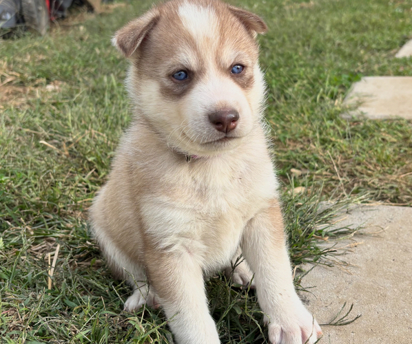 Medium Photo #7  Breeder Profile in WORTHINGTON, KY, USA