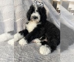 Small Photo #6  Breeder Profile in RICHMOND, IL, USA
