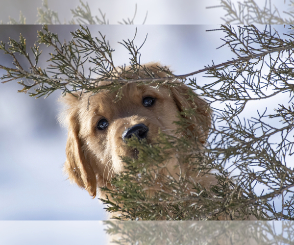 Medium Photo #14  Breeder Profile in ROWLEY, MA, USA