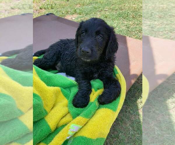Medium Photo #1  Breeder Profile in SNEADS FERRY, NC, USA