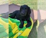 Small breeder photo