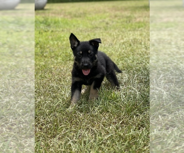 Medium Photo #1  Breeder Profile in STATESBORO, GA, USA