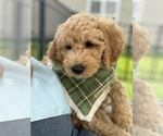 Small breeder photo