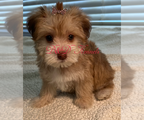 Medium Photo #6  Breeder Profile in RIPLEY, MS, USA