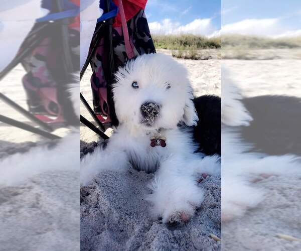 Medium Photo #1  Breeder Profile in EASLEY, SC, USA