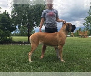 Mastiff Dog Breeder near MOUNT STERLING, OH, USA
