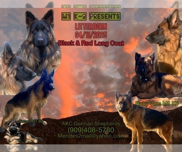 Medium Photo #2  Breeder Profile in PINON HILLS, CA, USA