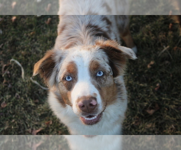 Medium Photo #1  Breeder Profile in MARION, IN, USA