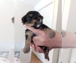 Small #51 Breeder Profile image