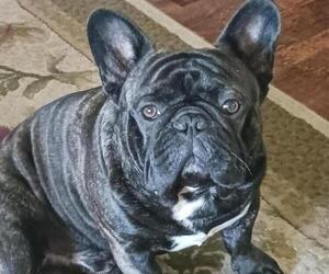 French Bulldog Dog Breeder near TERRELL, TX, USA