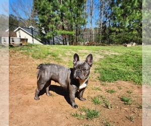 French Bulldog Dog Breeder near COVINGTON, GA, USA