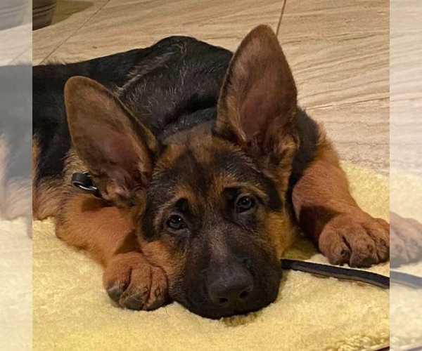 Medium Photo #4  Breeder Profile in WILDOMAR, CA, USA