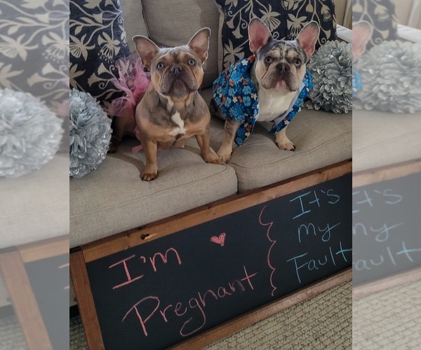 Medium Photo #1  Breeder Profile in TRENTON, IL, USA