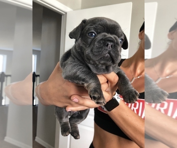 Medium Photo #5  Breeder Profile in LAKEWOOD RANCH, FL, USA