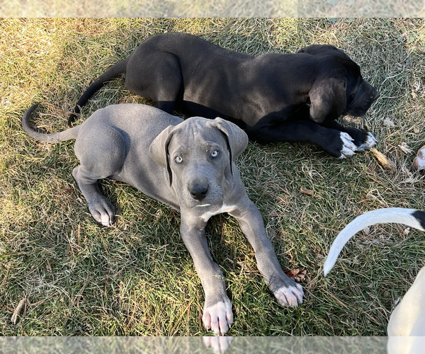 Medium Photo #23  Breeder Profile in ORR, MN, USA