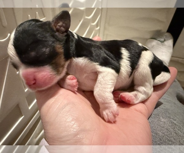 Medium Photo #4  Breeder Profile in WAXAHACHIE, TX, USA