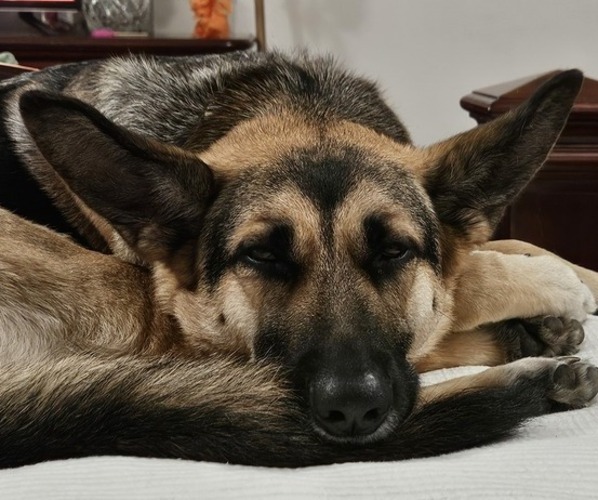 Medium Photo #1  Breeder Profile in CATAULA, GA, USA