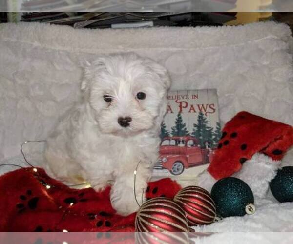 Medium Photo #1  Breeder Profile in BAINBRIDGE, OH, USA