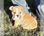 Small Photo #6  Breeder Profile in GREEN FOREST, AR, USA