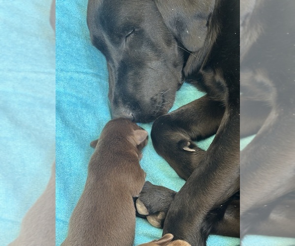 Medium Photo #1  Breeder Profile in SULLIVAN, MO, USA