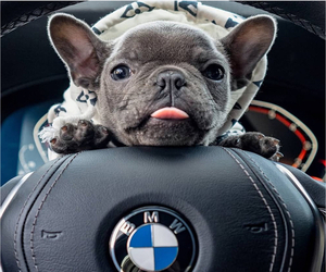 French Bulldog Dog Breeder near IRVINE, CA, USA