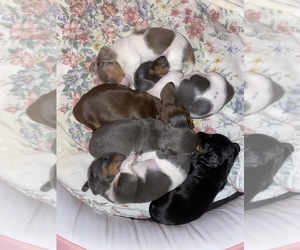 Dachshund Dog Breeder near MIDLAND, TX, USA
