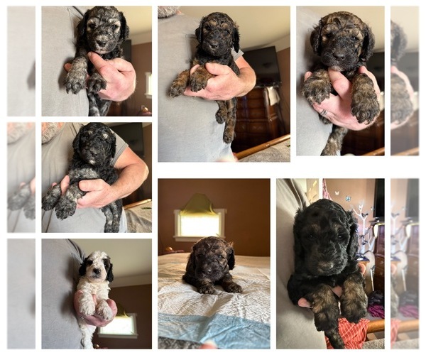 Medium Photo #1  Breeder Profile in DEER PARK, WA, USA