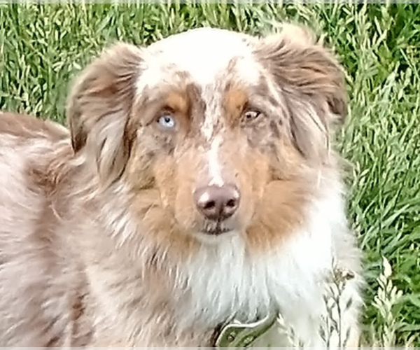 Medium Photo #8  Breeder Profile in SEVERY, KS, USA
