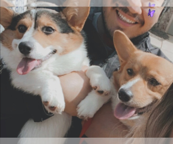 Medium Photo #1  Breeder Profile in MC DONOUGH, GA, USA