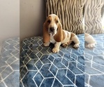 Small breeder photo