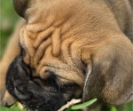 Small #12 Breeder Profile image