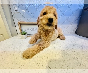 Goldendoodle Dog Breeder near LONG BEACH, CA, USA