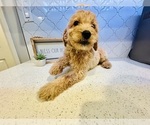 Small breeder photo