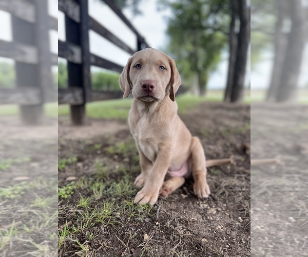 Medium Photo #7  Breeder Profile in MORGAN, TX, USA