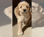 Small #12 Breeder Profile image