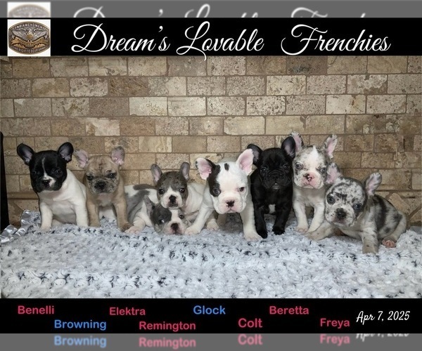 Medium Photo #1  Breeder Profile in SHARON, TN, USA