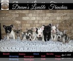 Small breeder photo