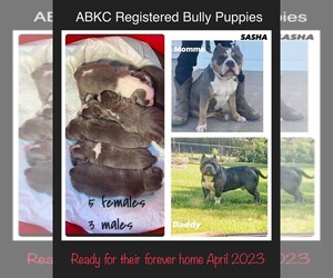 American Bully Dog Breeder near WICHITA, KS, USA
