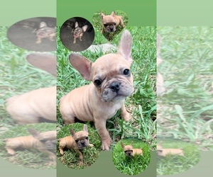 Medium Breeder Profile Photo
