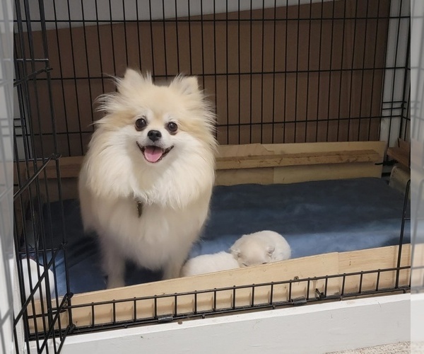 Medium Photo #1  Breeder Profile in LONE ROCK, WI, USA