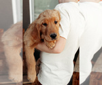 Small #51 Breeder Profile image