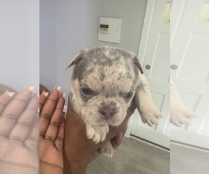 French Bulldog Dog Breeder near SYRACUSE, NY, USA