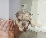 Small breeder photo