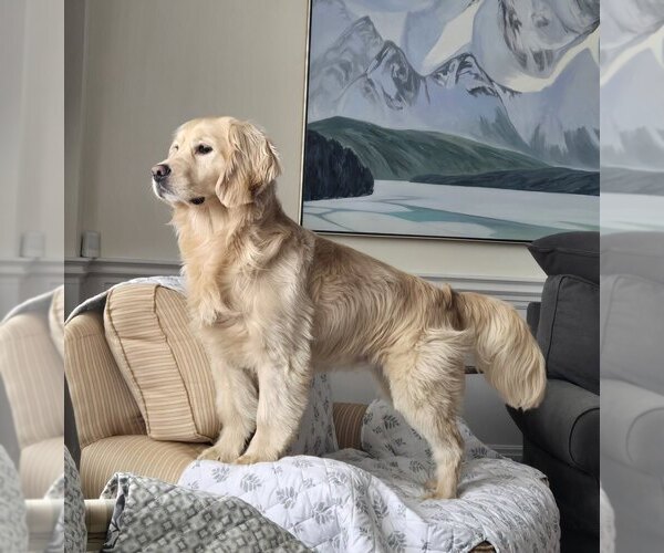 Medium Photo #21  Breeder Profile in Aylmer, Ontario, Canada