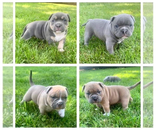 Medium Photo #1  Breeder Profile in NIXA, MO, USA