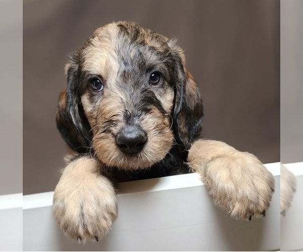 Medium Photo #1  Breeder Profile in CEDAREDGE, CO, USA