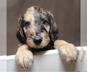 Irish Wolfhound-Poodle (Standard) Mix Dog Breeder near CEDAREDGE, CO, USA