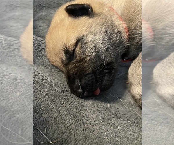 Medium Photo #1  Breeder Profile in MONTICELLO, WI, USA