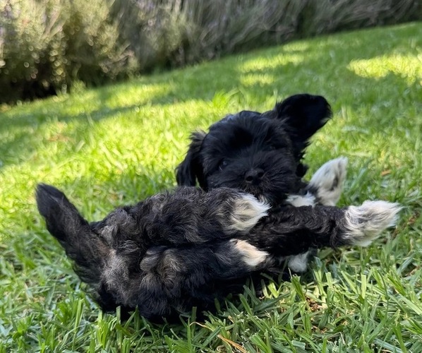 Medium Photo #15  Breeder Profile in BRISBANE, CA, USA